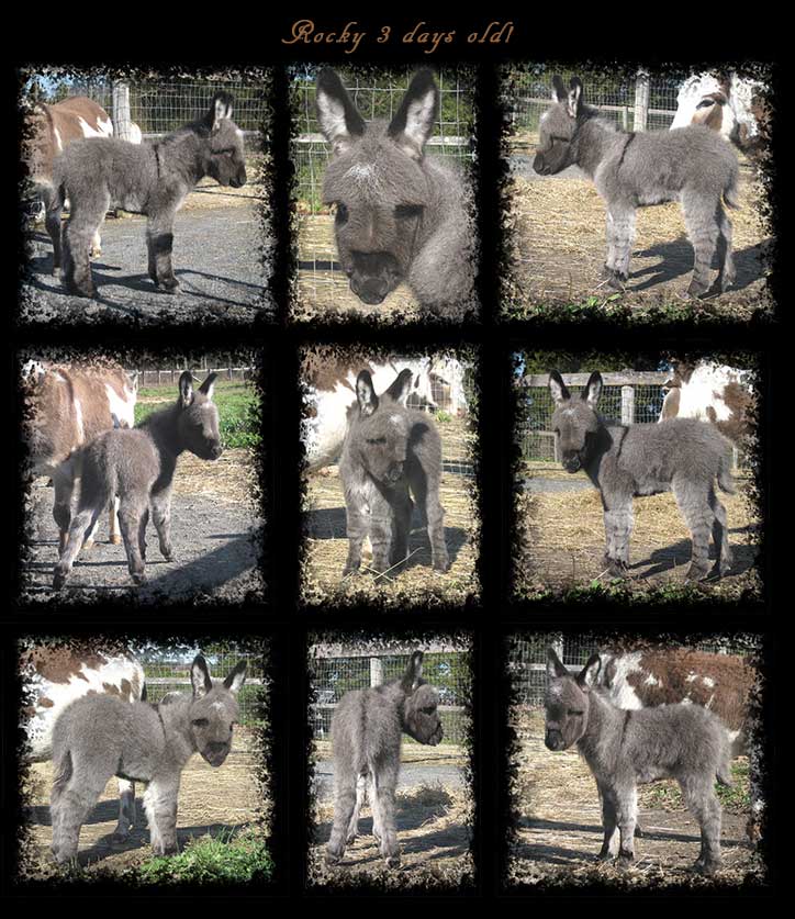 Critter Haven Farm Miniature Donkeys
